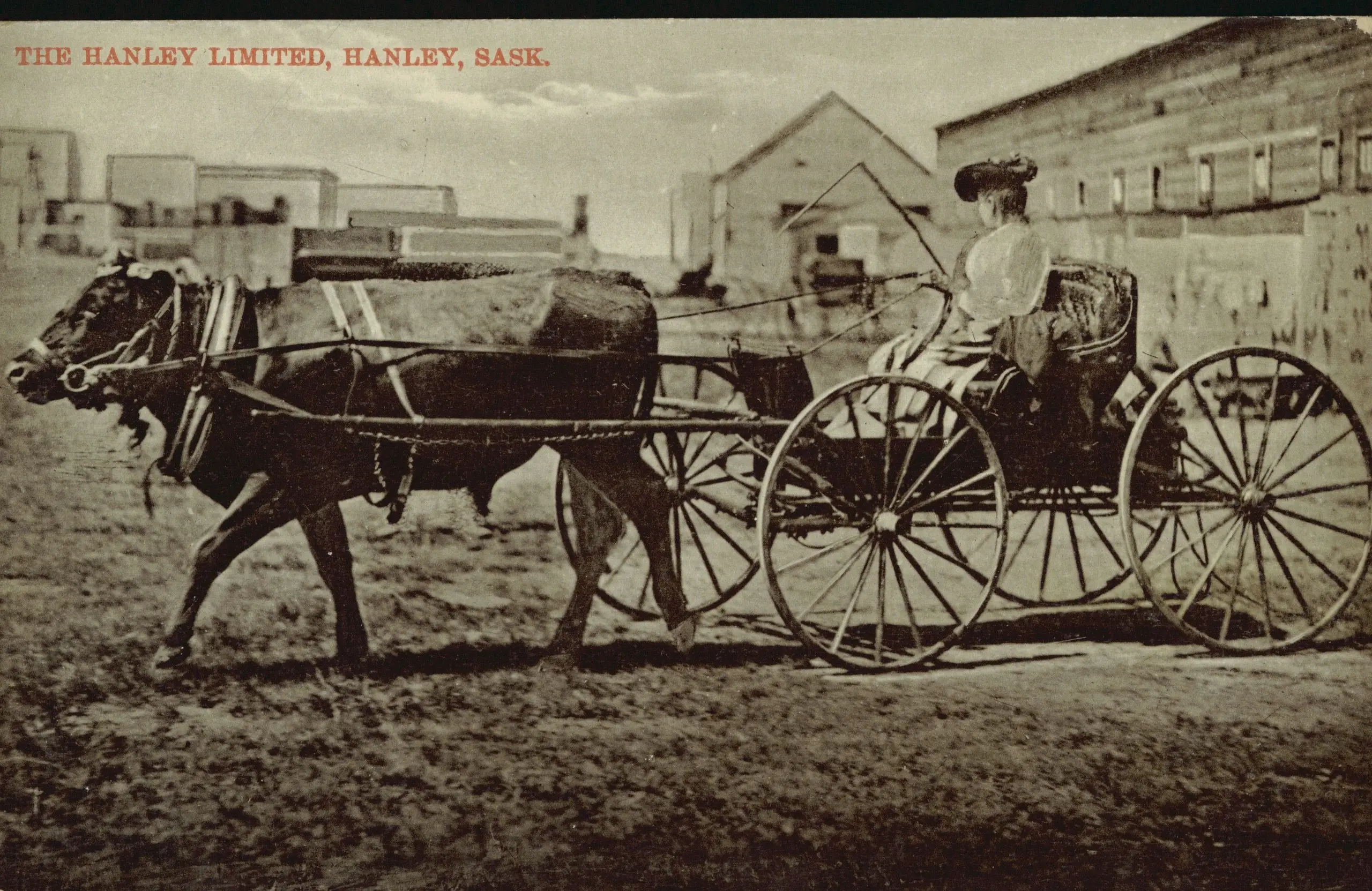 The Hanley Limited: woman in an ox-drawn buggy