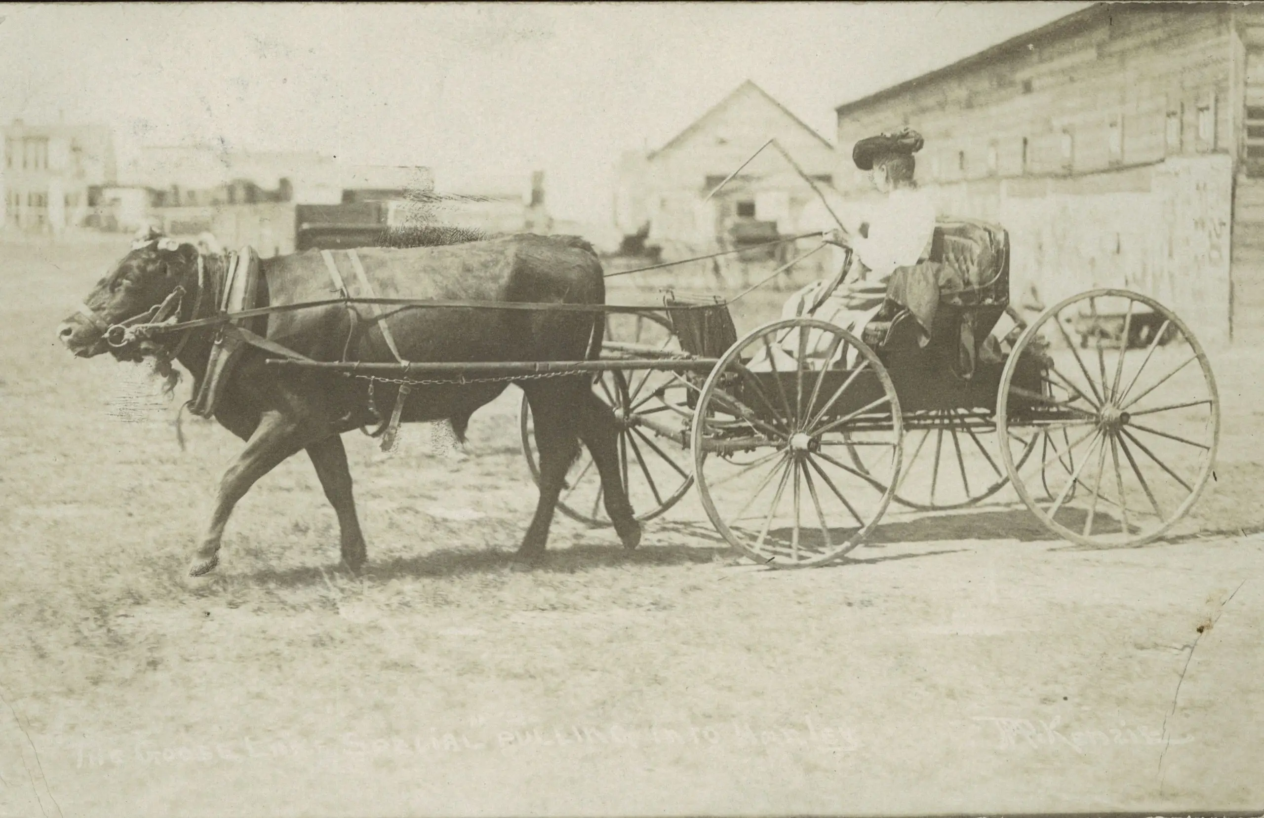 Woman in an ox-drawn buggy, "The Hanley Special"