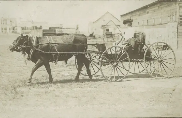 Woman in an ox-drawn buggy, "The Hanley Special"